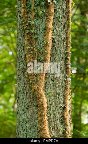 Zufällige Wurzeln der Efeu (Hedera Helix) an a Pedunculate Eiche (Quercus Robur), Niedersachsen, Deutschland Stockfoto