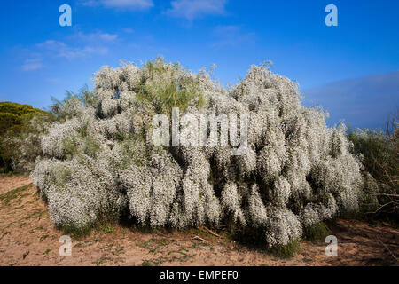 Bush Weißdorn (Crataegus), Parque Natural De La Breña y Marismas el Barbate, Andalusien, Spanien Stockfoto