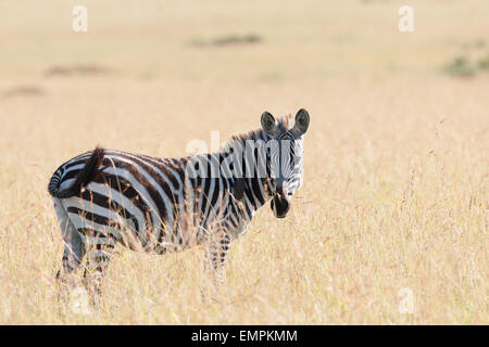 Zebra in der Savanne Kenias Stockfoto