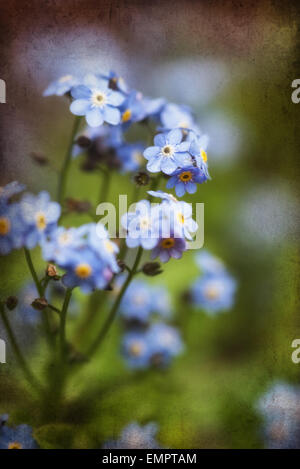 Schöne Vergissmeinnicht Frühlingsblumen mit strukturiertem und Vignetten-Effekt hinzugefügt Stockfoto