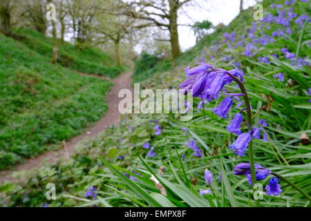 Coney Burg, Dorset, UK. 23. April 2015: Trotz der kühlen Wetter Glockenblumen Blume auf die Eisenzeit Wallburg Coney Castle in Dorset. Bildnachweis: Tom Corban/Alamy Live-Nachrichten Stockfoto