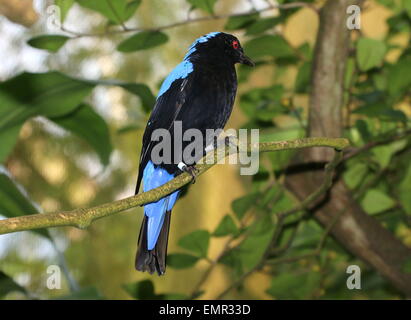 Asiatische Märchen-Bluebird (Irena Puella), aus dem indischen in den Philippinen heimisch. Stockfoto