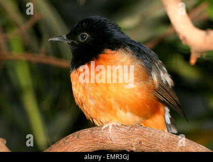 Southeast Asian White-Psephotus Shama-Männchen (Copsychus Malabaricus) Stockfoto