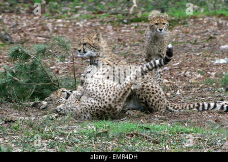 Gepard (Acinonyx Jubatus) jungen spielen und sich tummeln Stockfoto