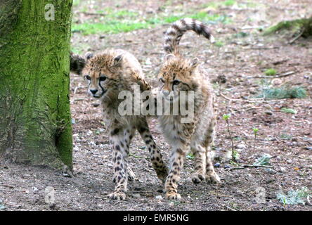 Zwei Cheetah Cubs (Acinonyx Jubatus) mit Unfug im Auge Stockfoto