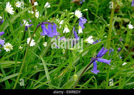 Coney Burg, Dorset, UK. 23. April 2015: Trotz der kühlen Wetter Glockenblumen Blume auf die Eisenzeit Wallburg Coney Castle in Dorset. Stockfoto