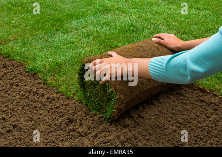 Frau Anwendung Rollrasen im Hinterhof Stockfoto