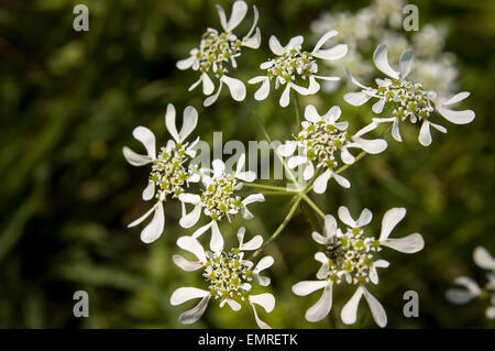 Nahaufnahme von einem Orlaya Grandiflora aus der Familie Apiaceae Stockfoto