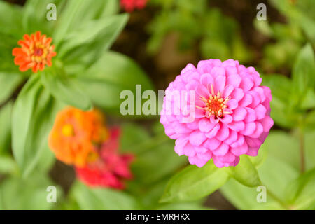 PORTULACA Stockfoto