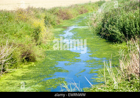 Entwässerungsgraben mit grünen Teich Unkraut Algen verursachten Eutrophierung, Hollesley Sümpfe, Suffolk, England, UK Stockfoto