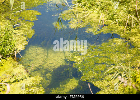 Entwässerungsgraben mit grünen Teich Unkraut Algen verursachten Eutrophierung, Hollesley Sümpfe, Suffolk, England, UK Stockfoto