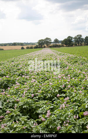 Reihen von blühenden Kartoffel Kartoffeln wachsen in einem Bereich Sutton, Suffolk, England, UK lila rosa Blumen blühen Stockfoto