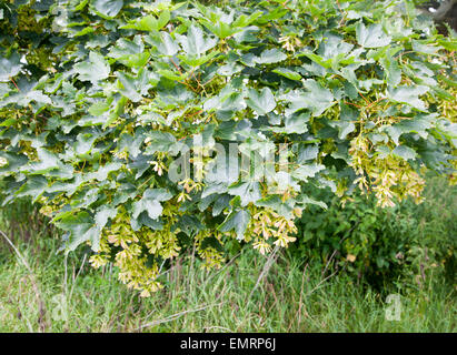 Ahorn Samen und Blätter in Nahaufnahme hängen von einem Baum, Acer Pseudoplatanus, Suffolk, England Stockfoto