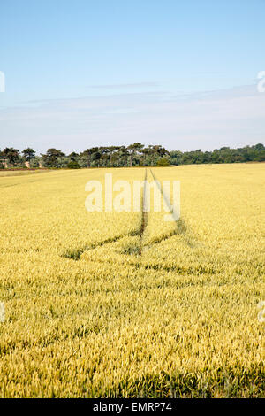 Zwei geraden erstellt von Fahrzeugen quer Ackerfläche mit Getreide Ernte, Hollesley, Suffolk, England Stockfoto