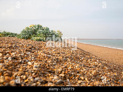 Bewachsenen Schindel Ökosystem mit Blick aufs Meer Kale, Krambe maritime, wachsen mit Schindel Street, Suffolk, England Stockfoto