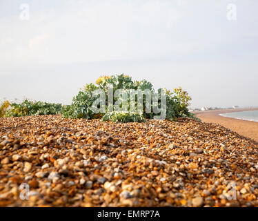 Bewachsenen Schindel Ökosystem mit Blick aufs Meer Kale, Krambe maritime, wachsen mit Schindel Street, Suffolk, England Stockfoto