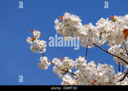 Schlehe (Prunus Spinosa) Blossom Baum in voller Blüte im Frühling, Glasgow, Schottland, UK Stockfoto