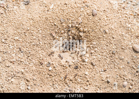 Nest der Ameisen Gebäude im Boden Stockfoto