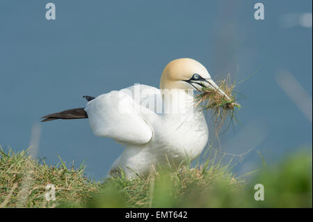 Basstölpel (Morus Bassanus) sammeln Rasen von den Klippen in Bempton Cliffs in East Yorkshire Stockfoto