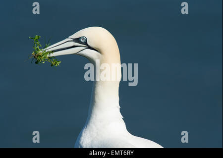 Basstölpel (Morus Bassanus) sammeln Rasen von den Klippen in Bempton Cliffs in East Yorkshire Stockfoto