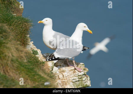 Ein paar der Silbermöwen (Larus Argentatus) thront auf einem Felsvorsprung in Bempton Cliffs in East Yorkshire Stockfoto