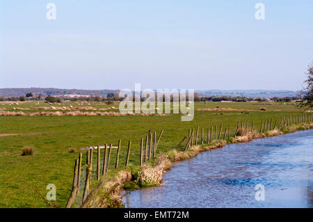 Schafe auf Romney Marsh Kent England in der Nähe von Brenzett Stockfoto