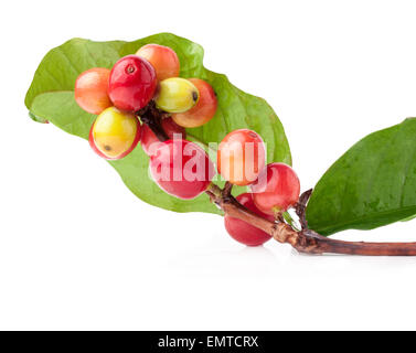 Rote Bohnen auf Zweig der Kaffeebaum, Reife und unreife Beeren isoliert auf weißem Hintergrund Stockfoto