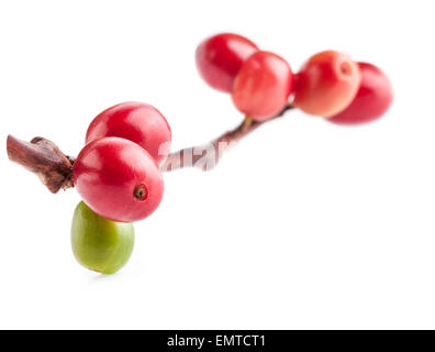 Rote Bohnen auf Zweig der Kaffeebaum, Reife und unreife Beeren isoliert auf weißem Hintergrund Stockfoto