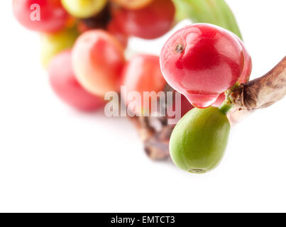 Rote Bohnen auf Zweig der Kaffeebaum, Reife und unreife Beeren isoliert auf weißem Hintergrund Stockfoto