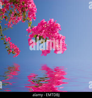 Schöne rosa Blüten in gerenderten Wasser reflektiert Stockfoto