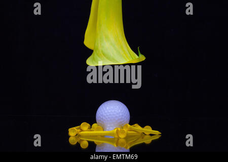 Gelbe Calla Lilie und Golfball auf schwarzem Hintergrund isoliert Stockfoto