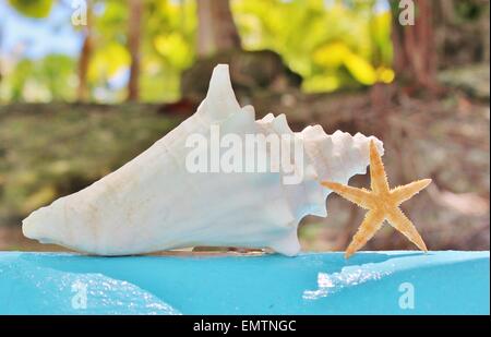 Muschelschale von Aqua blaue Wand Ferienkonzept Stockfoto