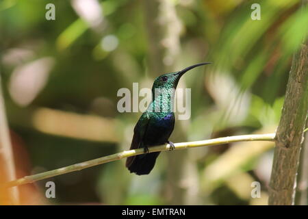 Hummingbird black-throated Mango, anthracothorax Nigricollis, Grün und Blau auf Zweig Stockfoto