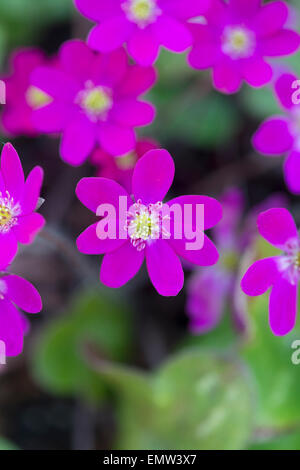 Hepatica Nobilis Japonica. Lebermoos-Blume Stockfoto