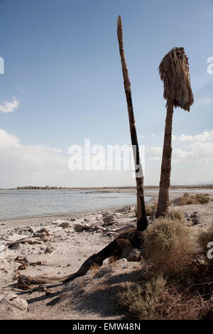 Einsamen Strand auf dem Salton Meer, Salton Sea, Kalifornien. Stockfoto