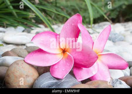 Rosa Plumeria auf farbigen Kieselsteinen Stockfoto