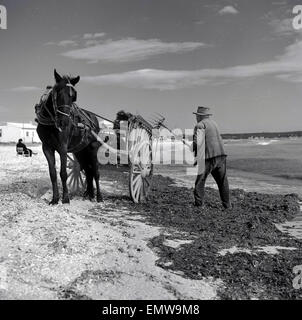 1950er Jahren Geschichtsbild, Landwirt sammeln Algen vom Strand von Arenal Playa, Palma, Mallorca. Stockfoto