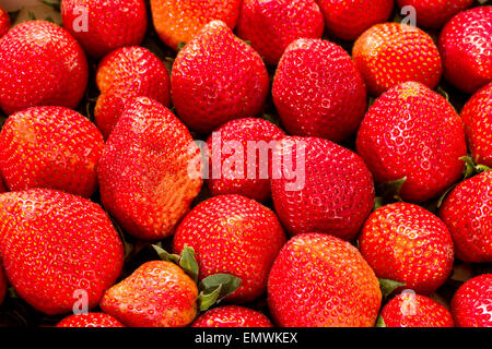 Erdbeere, frische Erdbeeren in der Holzbox in eine ökologische Natur gesunde Ernährung Obst wertvolle rot biodynamische schön und groß Stockfoto