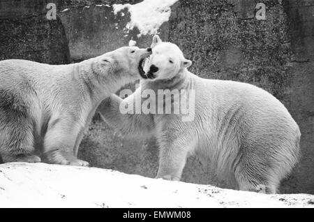 In der Eisbär gibt Stift im London Zoo Sabrina Pipaluek ein Stück ihres Geistes. 28. Dezember 1970 Stockfoto