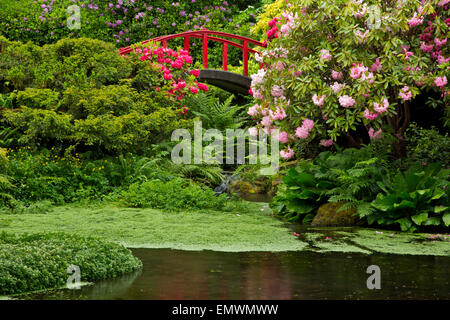 WA10413-00... WASHINGTON - ein Regentag am Mond Brücke umgeben von bunten Rhododendren in Seattles Kubota Garten. Stockfoto