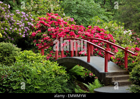 WA10416-00... WASHINGTON - Mond-Brücke von bunten Rhododendren in Seattles Kubota Garten umgeben. Stockfoto