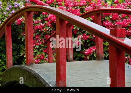 WA10418-00... WASHINGTON - Mond-Brücke von bunten Rhododendren in Seattles Kubota Garten umgeben. Stockfoto