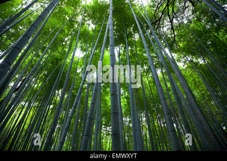 Bambuswald in Arashiyama, Kyoto, Japan Stockfoto