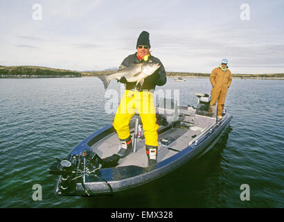 Ein Fischer fängt einen zwanzig Pfund Striped Bass von Elephant Butte Lake in New Mexiko, während des Winters. Stockfoto