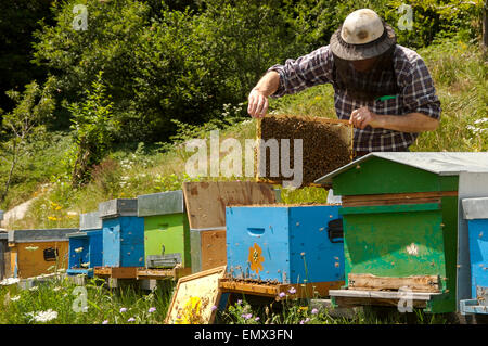 Beekeper bei der Arbeit in Italien Stockfoto