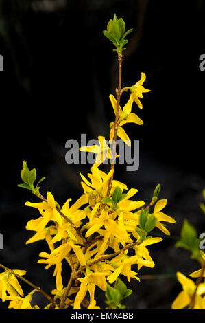 Forsythia intermedia Lynwood Stockfoto