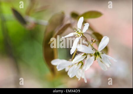 Amelanchier Canadensis. Rosengewächse Stockfoto