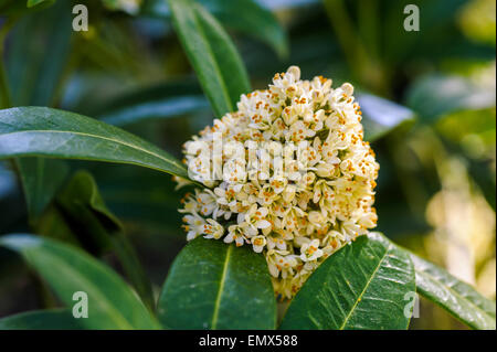 Skimmia Confusa Kew grün Stockfoto