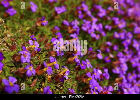 Bienen fliegen ernähren sich von aubretia Stockfoto