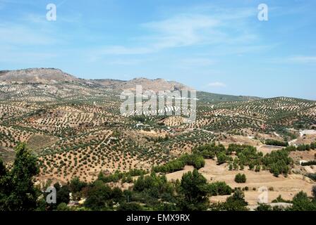 Olivenhaine am Berghang, Priego de Cordoba, Provinz Córdoba, Andalusien, Spanien, Westeuropa. Stockfoto